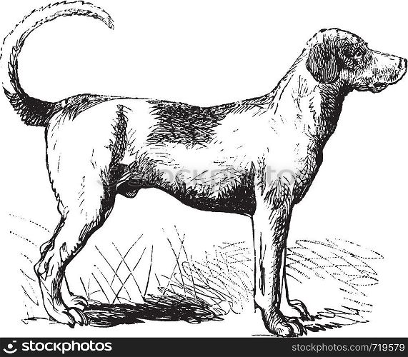 Foxhound or Canis lupus familiaris, vintage engraving. Old engraved illustration of a Foxhound.