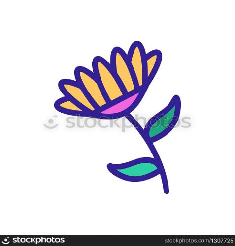 fragrant chrysanthemum icon vector. fragrant chrysanthemum sign. color isolated symbol illustration. fragrant chrysanthemum icon vector outline illustration