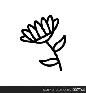 fragrant chrysanthemum icon vector. fragrant chrysanthemum sign. isolated contour symbol illustration. fragrant chrysanthemum icon vector outline illustration