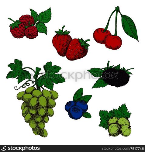 Fragrant wild strawberries, raspberries, blackberries and blueberries, green table grapes, sweet cherries, and gooseberries fruits with fresh green leaves and stems sketch icons in retro style. Fragrant fresh fruits and berries sketch symbols