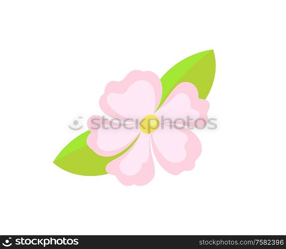 Frangipani and hibiscus, Hawaiian summer flower vector. Seasonal exotic plant, spa symbol, wild plumeria or jasmine with leaves isolated nature object. Summer Flower, Frangipani or Hibiscus, Hawaii