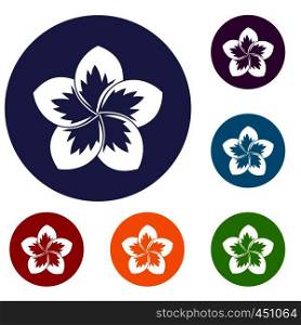 Frangipani flower icons set in flat circle reb, blue and green color for web. Frangipani flower icons set