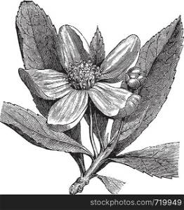 Franklinia or Gordonia pubescens or Franklinia alatamaha or Franklin tree, vintage engraving. . Old engraved illustration of Franklinia, isolated on a white background.