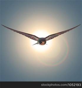 Free flying bird swallow on a blue sky, sun rays. Free flying bird swallow at sun