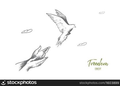 Freedom concept. Hand drawn pigeon flying out of two hands. Freedom of life, free bird enjoying nature isolated vector illustration.. Freedom concept. Hand drawn isolated vector.