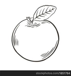Freehand sketch of an apple, vector illustration. Single engraved fruit. Simple apple, outline. Healthy organic food, vintage.. Freehand sketch of an apple, vector illustration.