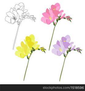 Freesia colorful set. Pink, violet, yellow, monochrome flowers nature art design stock