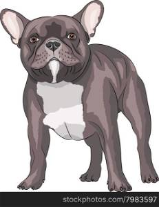 French Bulldog dog breed, brown, isolated on white background.