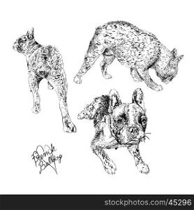 French Bulldog hand made drawings set