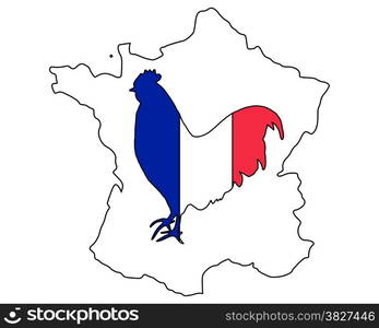French cock