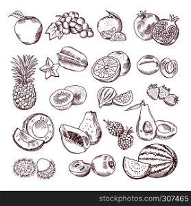 Fresh and juicy fruits. Vector hand drawn illustration isolate on white background. Doodle pictures set. Juicy fruits, fresh vegetarian organic food. Fresh and juicy fruits. Vector hand drawn illustration isolate on white background. Doodle pictures set