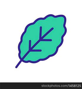 fresh arugula leaf icon vector. fresh arugula leaf sign. color symbol illustration. fresh arugula leaf icon vector outline illustration