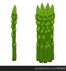 Fresh asparagus isolated on white background. Organic food. Cartoon style. Vector illustration for design.