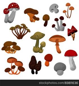 Fresh autumn mushrooms and toadstools cartoon vector set. Mushroom collection organic, boletus vegetable illustration. Fresh autumn mushrooms and toadstools cartoon vector set