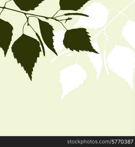 Fresh background of green birch leaves.