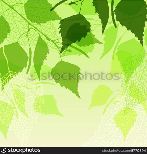 Fresh background of green birch leaves.