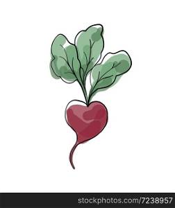 Fresh beet with leaf. Vector illustration. Isolated white background. Juicy beetroot. vegetable. Organic food. Natural Root. Vegetable Ingredient for food.. Fresh beet with leaf. Vector illustration. Isolated white background. Juicy beetroot. vegetable. Organic food. Natural Root. Vegetable Ingredient for food