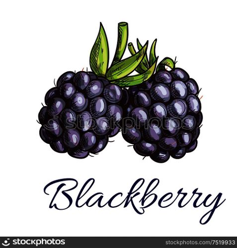 Fresh blackberry fruit sketch. Summer ripe black berries with green curly stem. Vegetarian dessert, juice packaging, agriculture theme design. Fresh blackberry fruit sketch for food design