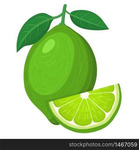 Fresh bright exotic whole and cut slice lime fruit isolated on white background. Summer fruits for healthy lifestyle. Organic fruit. Cartoon style. Vector illustration for any design.