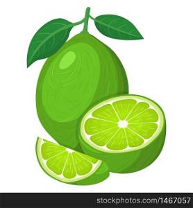 Fresh bright exotic whole, half and cut slice lime fruit isolated on white background. Summer fruits for healthy lifestyle. Organic fruit. Cartoon style. Vector illustration for any design.