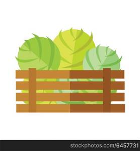 Fresh cabbage at the market vector. Flat design. Delivery farm products, grocery store assortment, foods for diet concept. Illustration of wooden box full of ripe vegetables. Isolated on white.. Fresh Cabbage at the Market Vector Illustration.