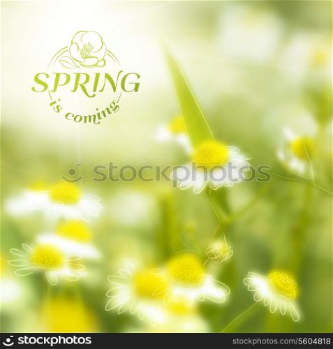 Fresh chamomile, spring background. Vector illustration.