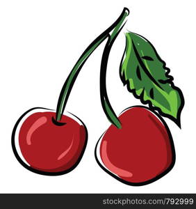 Fresh cherry, illustration, vector on white background.