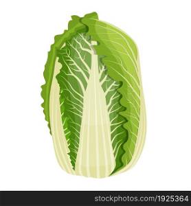 Fresh Chinese cabbage vegetable isolated icon. cabbage for farm market, vegetarian salad recipe design. Organic food. vector illustration in flat style. Chinese cabbage isolated on background.