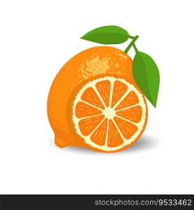 Fresh citrus fruits whole and halves vector illustration