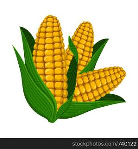 Fresh corn cob isolated on white background. Corn icon for market, recipe design, logo. Organic food. Cartoon style. Vector illustration for design.
