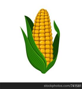Fresh corn cob isolated on white background. Corn icon for market, recipe design. Organic food. Cartoon style. Vector illustration for design.