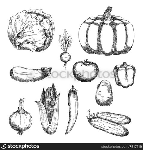 Fresh crunchy cabbage and cucumbers, ripe tomato, potato, eggplant and pumpkin, sweet bell pepper and corn, spicy chili pepper, onion and radish vegetables sketch icons. Organic farming or vegetarian salad recipe design usage . Sketched fresh vegetables for agriculture design