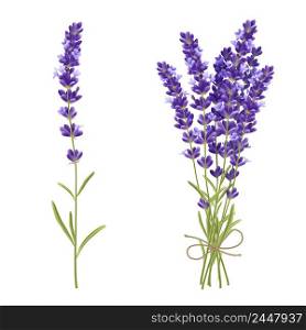 Fresh cut fragrant lavender plant flowers bunch and single 2 realistic icons set isolated vector illustration . Lavender Cut Flowers Realistic Image