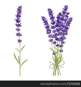Fresh cut fragrant lavender plant flowers bunch and single 2 realistic icons set isolated vector illustration . Lavender Cut Flowers Realistic Image