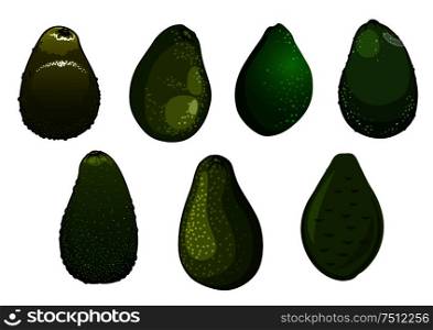 Fresh dark green avocado fruits with glossy coarse peel isolated on white background. Dark green isolated avocado fruits