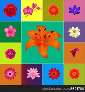 Fresh flower heads colorful vector collection of colorful backgrounds. Realistic blossoming flowers for decorations and your design. Fresh Flower Heads Colorful Vector Collection