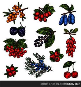 Fresh fruits and berries sketch of farm garden and forest trees. Cherry, blackberry and wild cranberry, viburnum, barberry and buckthorn, hawthorn, honeysuckle and juniper, bird cherry and briar. Farm garden and wild forest berry fruits