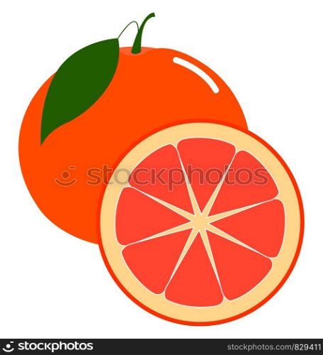 Fresh grapefruit, illustration, vector on white background.
