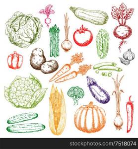 Fresh green cabbages, peas and cucumbers, cauliflower, asparagus and broccoli, red tomato, beet, peppers and radish, orange pumpkin, carrots and onions, corn cob, zucchini and garlic, potatoes and eggplant vegetables sketch icons. Sketch icons of freshly harvested vegetables