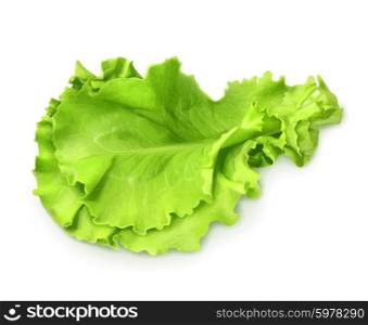 Fresh green leaf lettuce, vector illustration
