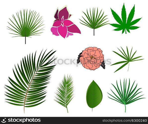 Fresh Green Leaves Natural and Flowers. Set Isolated on White Background. Vector Illustration. EPS10. Fresh Green Leaves Natural and Flowers. Set Isolated on White Ba