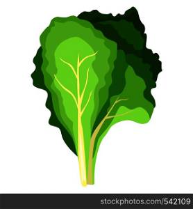 Fresh green salad plant. Nature organic vegetable leaves. Vegetarian food. Vector illustration isolated on white background. Fresh green salad plant. Nature organic vegetable leaves.