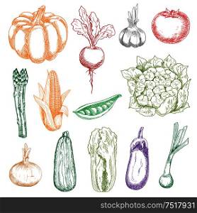 Fresh harvested ripe pumpkin and tomato, green peas and striped zucchini, crunchy cauliflower, chinese cabbage and asparagus, pungent onions and garlic, sweet corn and beetroot with leaves vegetables sketch icons. Wholesome fresh harvested vegetables sketches