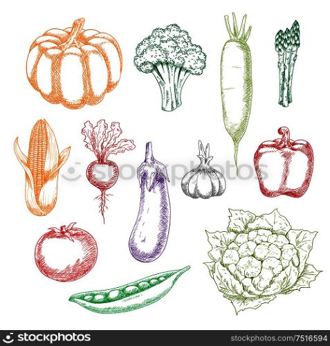 Fresh harvested wholesome broccoli and eggplant, tomato and bell pepper, corn and green pea, garlic and pumpkin, asparagus and cauliflower, beet and daikon vegetables sketches. Agriculture, cooking or recipe book themes