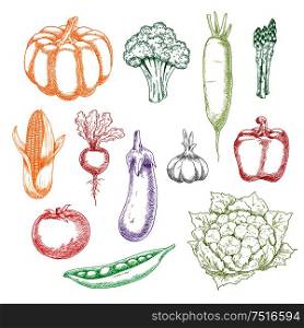 Fresh harvested wholesome broccoli and eggplant, tomato and bell pepper, corn and green pea, garlic and pumpkin, asparagus and cauliflower, beet and daikon vegetables sketches. Agriculture, cooking or recipe book themes