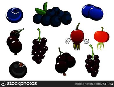 Fresh healthy organic blueberries, blackcurrant bunches and red briars fruits isolated on white. Fresh blueberries, blackcurrant and briars fruits