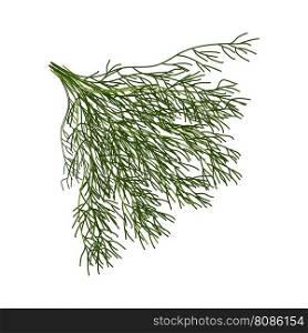 Fresh herbs and sπces on white background. Fluffy branches of dill. Menu design of cafes, bars, resτrants, snack bars. Vector flat illustration.