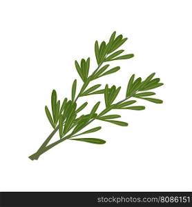 Fresh herbs and spices on white background. Rosemary branches. Menu design of cafes, bars, restaurants, snack bars. Vector flat illustration.