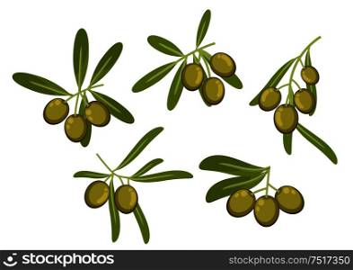 Fresh italian green olives icons of olive tree branches with green leaves and ripe fruits. May be used as olive oil packaging or vegetarian healthy food design. Olive tree branches with green fruits and leaves