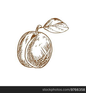 Fresh juicy plum fruit sketch isolated on white background. Fresh plum fruit sketch